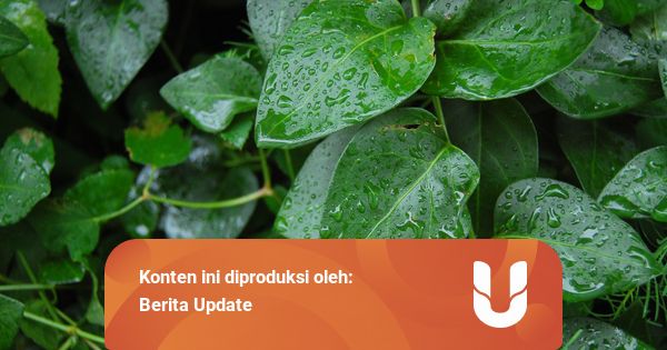 5 Cara Tumbuhan Beradaptasi dengan Lingkungan Tempat Tinggalnya